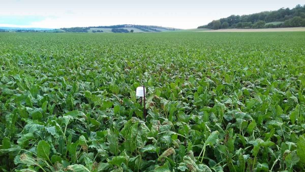 Obr. 4: Meteostanička v&nbsp;porostu (21. 8. 2019)