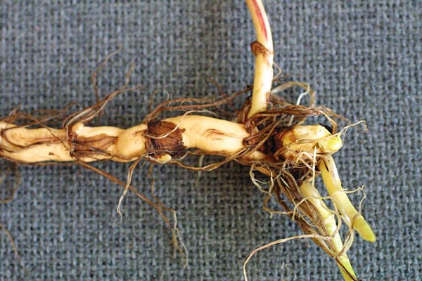 Oddenek rdesna obojživeln&eacute;ho