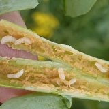 &Scaron;kodcovia kapustov&iacute;n (3): &Scaron;kodcovia po&scaron;kodzuj&uacute;ci stonky mlad&yacute;ch rastl&iacute;n