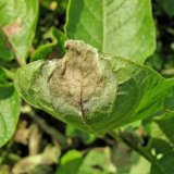 Aktu&aacute;ln&iacute; přehled ochrany poln&iacute;ch plodin - červen a&nbsp;červenec 2021