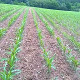 Metoda strip-till aneb jak pěstovat kukuřici &scaron;etrně