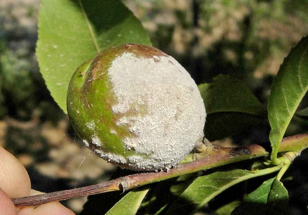 Padlí broskvoně na plodu Padlí broskvoně na plodu