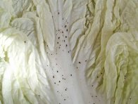 Tečkovitosti listů pekingského zelí Tečkovitosti listů pekingského zelí