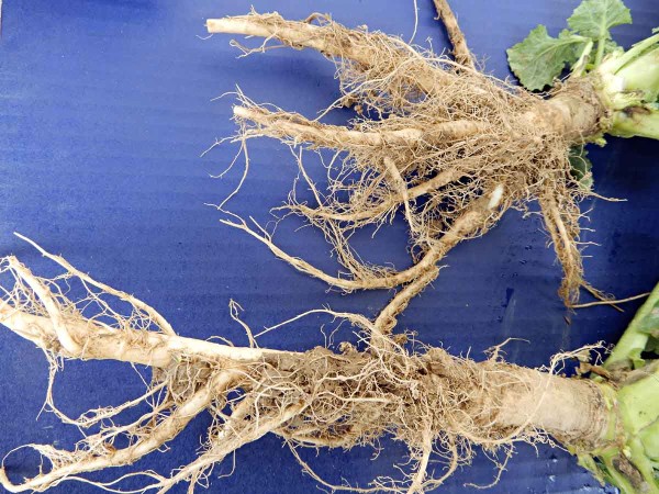 Porovn&aacute;n&iacute; v&yacute;voje kořenů v&nbsp;utužen&eacute; (vlevo) a&nbsp;hluboko nakypřen&eacute; (vpravo) půdě