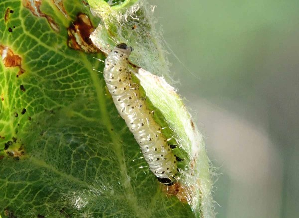 C&iacute;lenou jarn&iacute; ochranu proti p&iacute;ďalk&aacute;m můžeme spojit se z&aacute;sahy proti housenk&aacute;m slupkov&yacute;ch a&nbsp;pupenov&yacute;ch obalečů