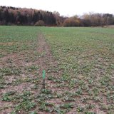 Poln&iacute; pokusy s&nbsp;odrůdami řepky rezistentn&iacute;mi vůči Plasmodiophora brassicae v&nbsp;sezoně 2017/18