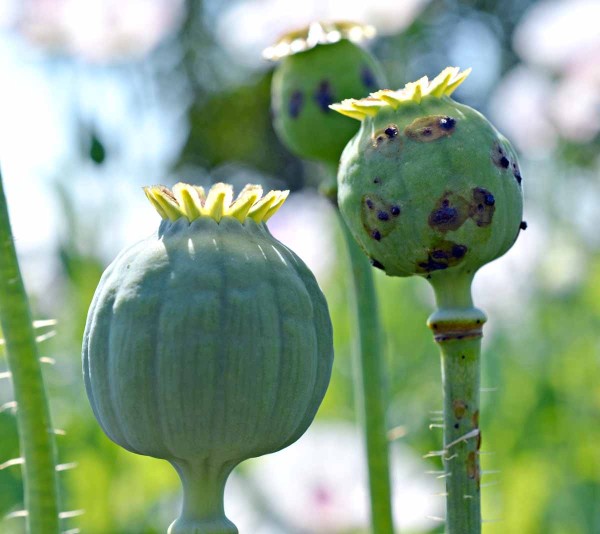 Obr. 3: Poškozená makovice žírem dospělců krytonosce makovicového v porostu Obr. 3: Poškozená makovice žírem dospělců krytonosce makovicového v porostu