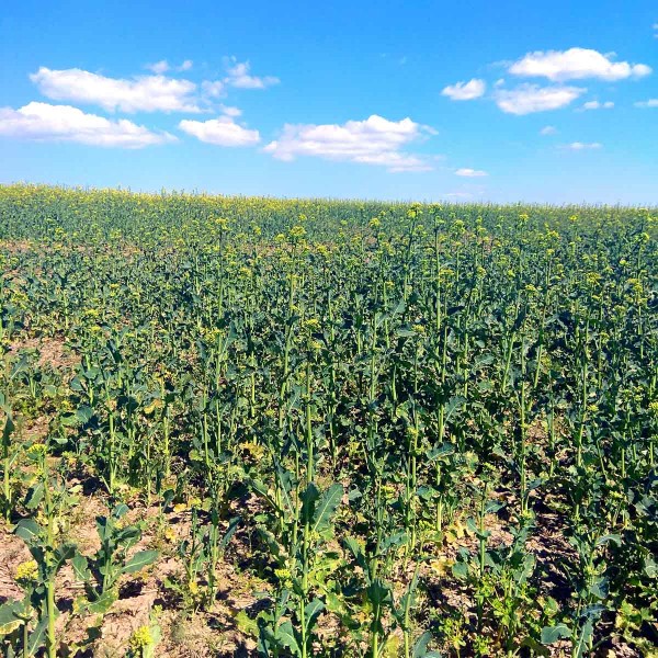 Obr. 3: Porost řepky u Poštovic na Kladensku infikovaný TuYV, mnoho pozitivně testovaných rostlin Obr. 3: Porost řepky u Poštovic na Kladensku infikovaný TuYV, mnoho pozitivně testovaných rostlin