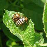 Ochrana brambor proti mandelince bramborové a výsledky pokusů s insekticidy v roce 2020 Ochrana brambor proti mandelince bramborové a výsledky pokusů s insekticidy v roce 2020