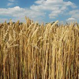 Genetick&eacute; zdroje rostlin a&nbsp;informace