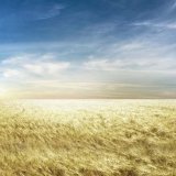 Proč použ&iacute;t fungicidn&iacute; mořidlo Systiva&reg; v&nbsp;ozim&yacute;ch obilnin&aacute;ch?