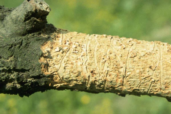 L&yacute;kohub jasanov&yacute; - požerek