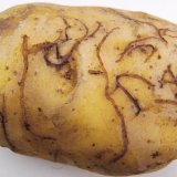 Karant&eacute;nn&iacute; dřepč&iacute;ci u&nbsp;brambor