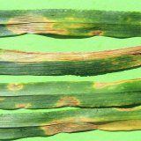 Sezona 2015/16 na Moravě a&nbsp;ve Slezsku ve vztahu k&nbsp;pěstov&aacute;n&iacute; obilnin