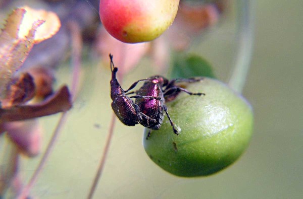 Zobonoska třešňová je významným škůdcem především ve višních - dospělci se zde objevují po odkvětu na počátku růstu plůdků Zobonoska třešňová je významným škůdcem především ve višních - dospělci se zde objevují po odkvětu na počátku růstu plůdků