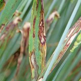 V&yacute;skyt chorob obilnin v&nbsp;odrůdov&yacute;ch pokusech ve vegetačn&iacute;m roce 2016/17