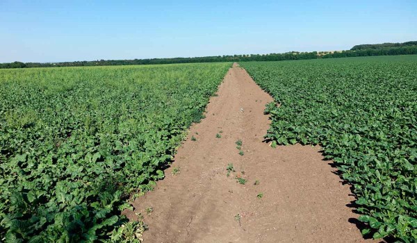 Pole zaplevelen&eacute; plevelnou řepou: v&nbsp;prav&eacute; č&aacute;sti je vyset&aacute; Conviso Smart odrůda o&scaron;etřen&aacute; herbicidem Conviso One; v&nbsp;lev&eacute; č&aacute;sti je vyseta konvenčn&iacute; odrůda o&scaron;etřen&aacute; konvenčn&iacute;mi herbicidy