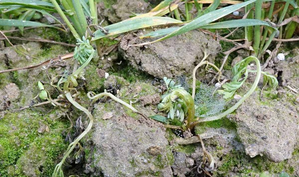  Obr. 10: Působen&iacute; herbicidu Pixxaro (halauxifen + fluroxypyr) na zeměd&yacute;m l&eacute;kařsk&yacute;