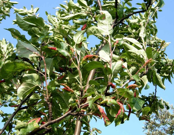 Poškození mšicí jitrocelovou Poškození mšicí jitrocelovou