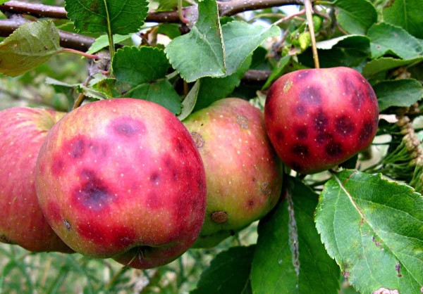 Hořká skvrnitost jablek Hořká skvrnitost jablek