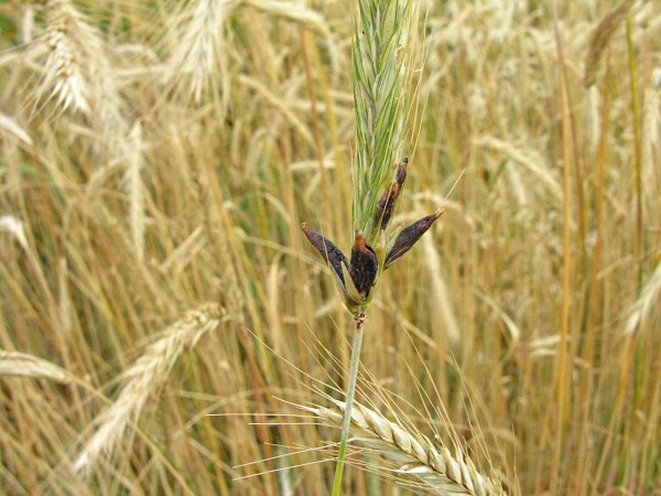 Námel - Claviceps purpurea Námel - Claviceps purpurea