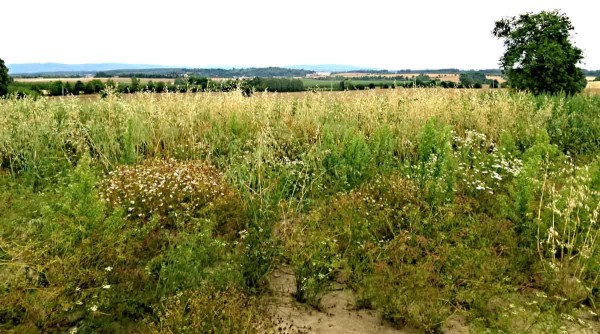 Plevele v kmínu způsobují velké obtíže Plevele v kmínu způsobují velké obtíže