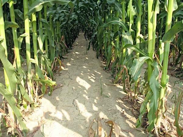 &Uacute;činnost herbicidu Adengo&reg; v&nbsp;nepř&iacute;zniv&yacute;ch podm&iacute;nk&aacute;ch roku 2019