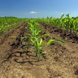 Monsoon + Logano - komplexní odplevelení kukuřice bez omezení Monsoon + Logano - komplexní odplevelení kukuřice bez omezení