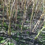 Houbov&eacute; choroby řepky ozim&eacute; a&nbsp;stonkov&iacute; krytonosci