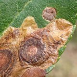 Ochrana ovoce v&nbsp;ekologick&eacute; a&nbsp;n&iacute;zkorezidu&aacute;ln&iacute; produkci - Doporučen&iacute; pro obdob&iacute; z&aacute;ř&iacute; a&nbsp;ř&iacute;jna