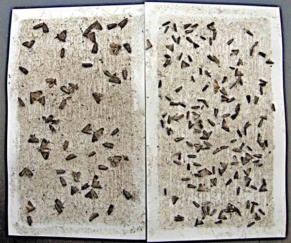 Obaleč jablečný vlevo, obaleč švestkový vpravo Obaleč jablečný vlevo, obaleč švestkový vpravo