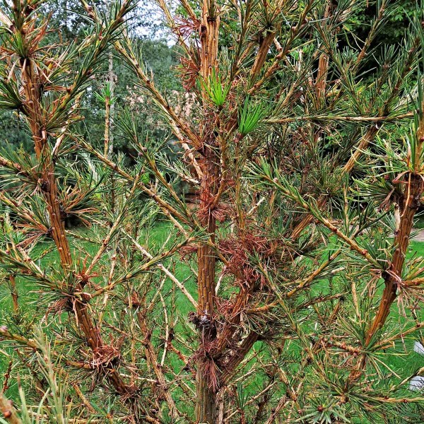 Po&scaron;kozen&iacute; svilu&scaron;kami - modř&iacute;n