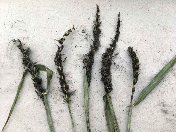 Symptomy prašné snětivosti ječmene jsou zřetelné až po vymetání Symptomy prašné snětivosti ječmene jsou zřetelné až po vymetání