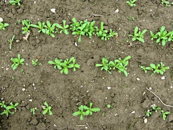 Porost máku poškozený krytonoscem kořenovým Porost máku poškozený krytonoscem kořenovým