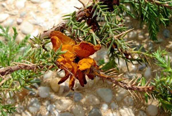 Rzivost hrušně - příznaky na jalovci Rzivost hrušně - příznaky na jalovci
