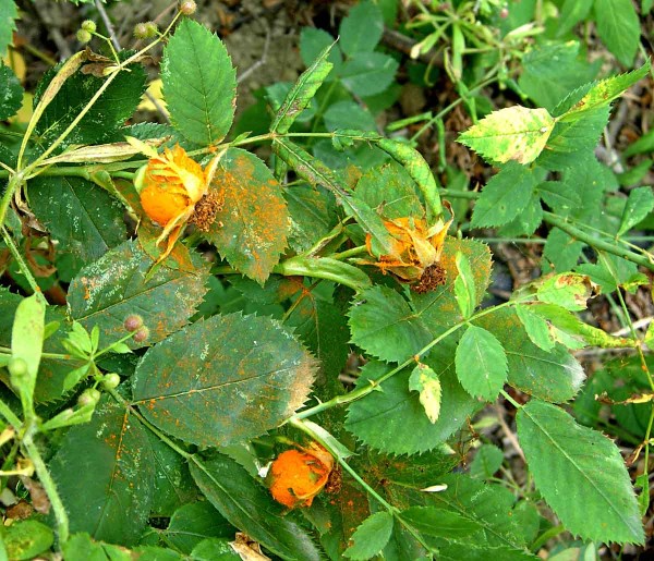 Rez růžová Rez růžová