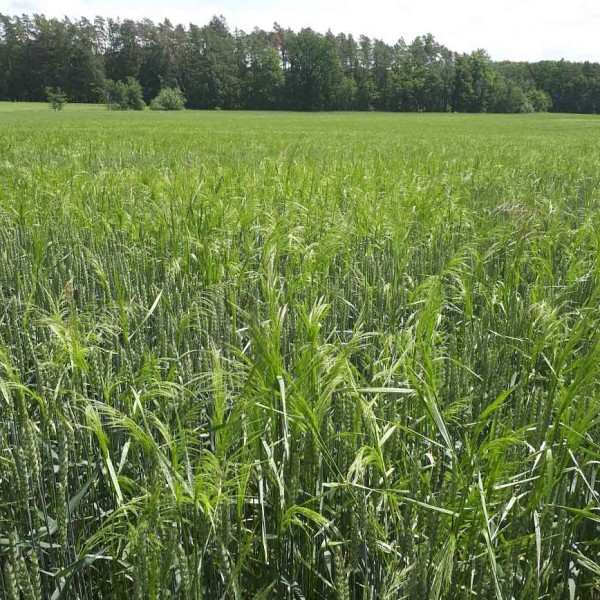 Chundelka metlice - rezistentn&iacute; populace