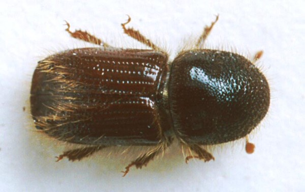 L&yacute;kožrout smrkov&yacute; - dospělec