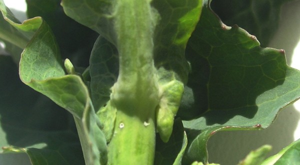 Obr. 1: Dva vpichy po kladení vajíček krytonoscem řepkovým Obr. 1: Dva vpichy po kladení vajíček krytonoscem řepkovým