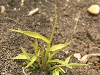 Po&scaron;kozen&iacute; b&eacute;ru siv&eacute;ho nicosulfuronem - 10 dn&iacute; po o&scaron;etřen&iacute; herbicidem Nicogan