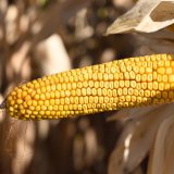 Kukuřice od firmy RAGT - lety prověřen&aacute; v&yacute;konnost a&nbsp;kvalita