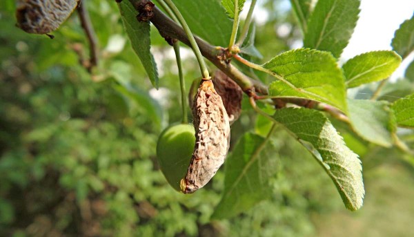Během května se v neošetřovaných sadech již setkáváme s poškozením kadeřavostí broskvoně i puchrovitosti - ochrana proti těmto patogenům se odehrála již v předjaří Během května se v neošetřovaných sadech již setkáváme s poškozením kadeřavostí broskvoně i puchrovitosti - ochrana proti těmto patogenům se odehrála již v předjaří