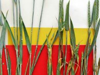 Obr. 9: Vpravo rostliny z regulovaného porostu Obr. 9: Vpravo rostliny z regulovaného porostu