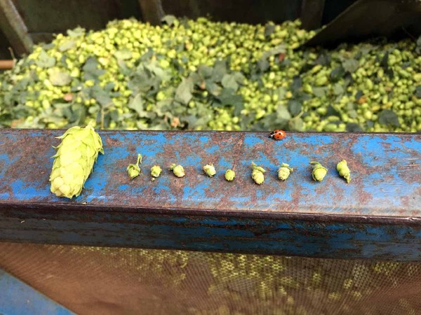 Obr. 3: Porovnání standardní hlávky s hlávkami zakrnělými Obr. 3: Porovnání standardní hlávky s hlávkami zakrnělými