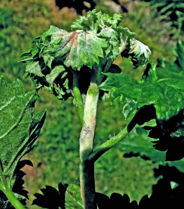 Hnědé padlí angreštu Hnědé padlí angreštu