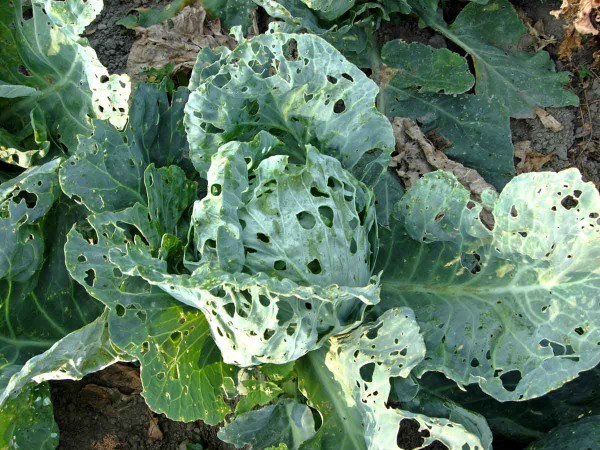 Požerky způsobené housenkami můr Požerky způsobené housenkami můr