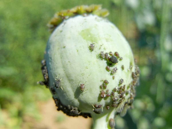 Obr. 6: M&scaron;ice makov&aacute; na makovici