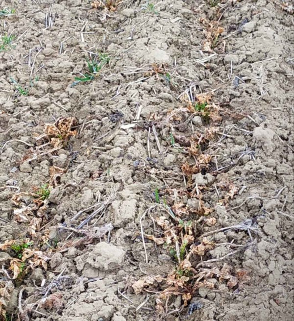 Zd&aacute;nlivě zmrzl&yacute; porost