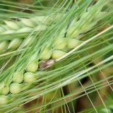 V&yacute;skyt chorob obilnin v&nbsp;odrůdov&yacute;ch pokusech ve vegetačn&iacute;m roce 2015/16