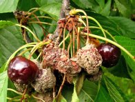 Moniliniová hniloba peckovin - višeň Moniliniová hniloba peckovin - višeň